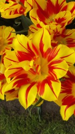 2014-04-17 Holland Tulips 06.jpg